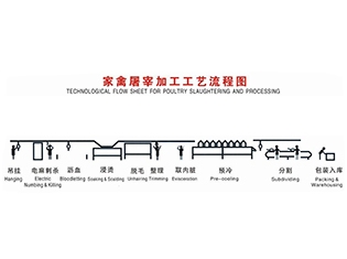 黑河家禽屠宰工藝流程當(dāng)前